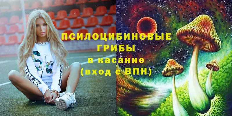 купить   Талица  Галлюциногенные грибы Psilocybe 